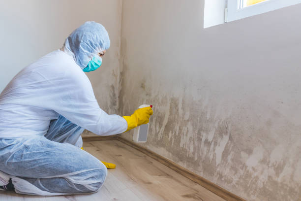 Licensed Mold Removal service in Culpeper, VA - WQB Mold Removal
